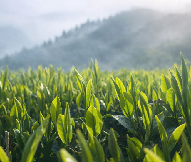 Japanese Ceremonial Matcha 100g – Yame Kirari (Single-Cultivar) | MatchaJP