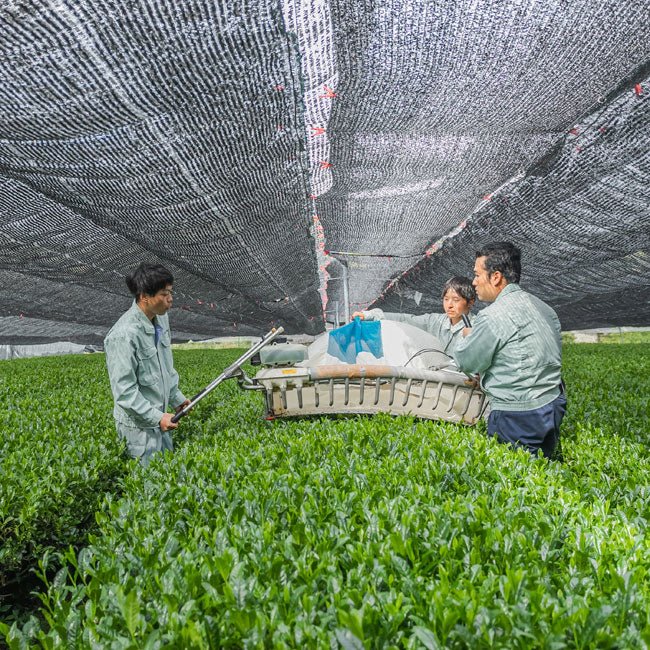 Matcha production by IZUMO SEICHA