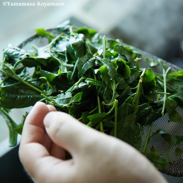 Matcha green tea powder for food Premium Culinary Grade B 500g pack - MatchaJP