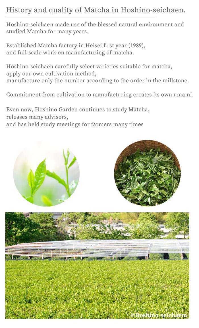 Matcha green tea powder ceremonial grade Hoshino - Seichaen「YAME - NO - TSUYU」40g Can (1.41 oz) - MatchaJP