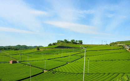 Yame Matcha – Single - Cultivar Saemidori, First Harvest 100g Pack (3.53 oz) - MatchaJP