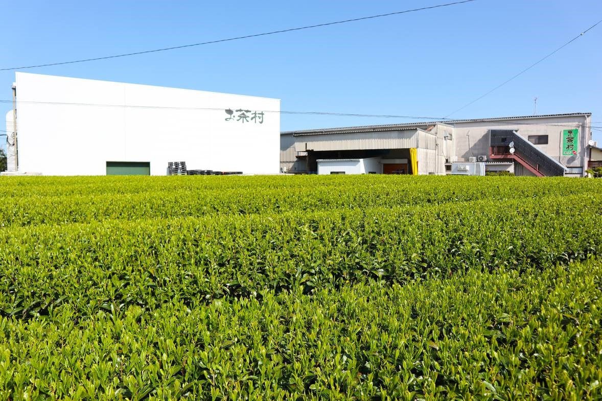 Yame Matcha – Single - Cultivar Saemidori, First Harvest 100g Pack (3.53 oz) - MatchaJP