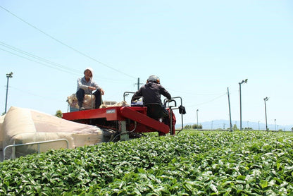 Yame Matcha – Single - Cultivar Saemidori, First Harvest 100g Pack (3.53 oz) - MatchaJP