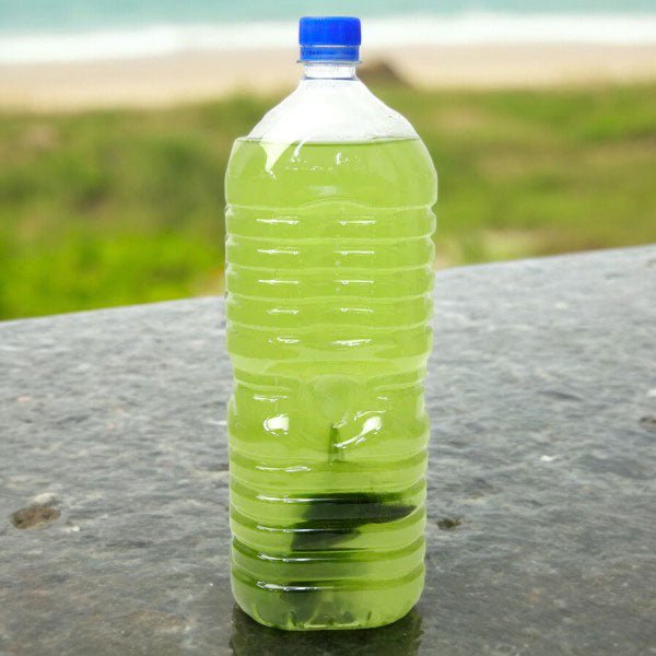 Hoshino Premium Sencha Tea Bags (5g × 18) — Hot or Iced, Made in Japan - MatchaJP