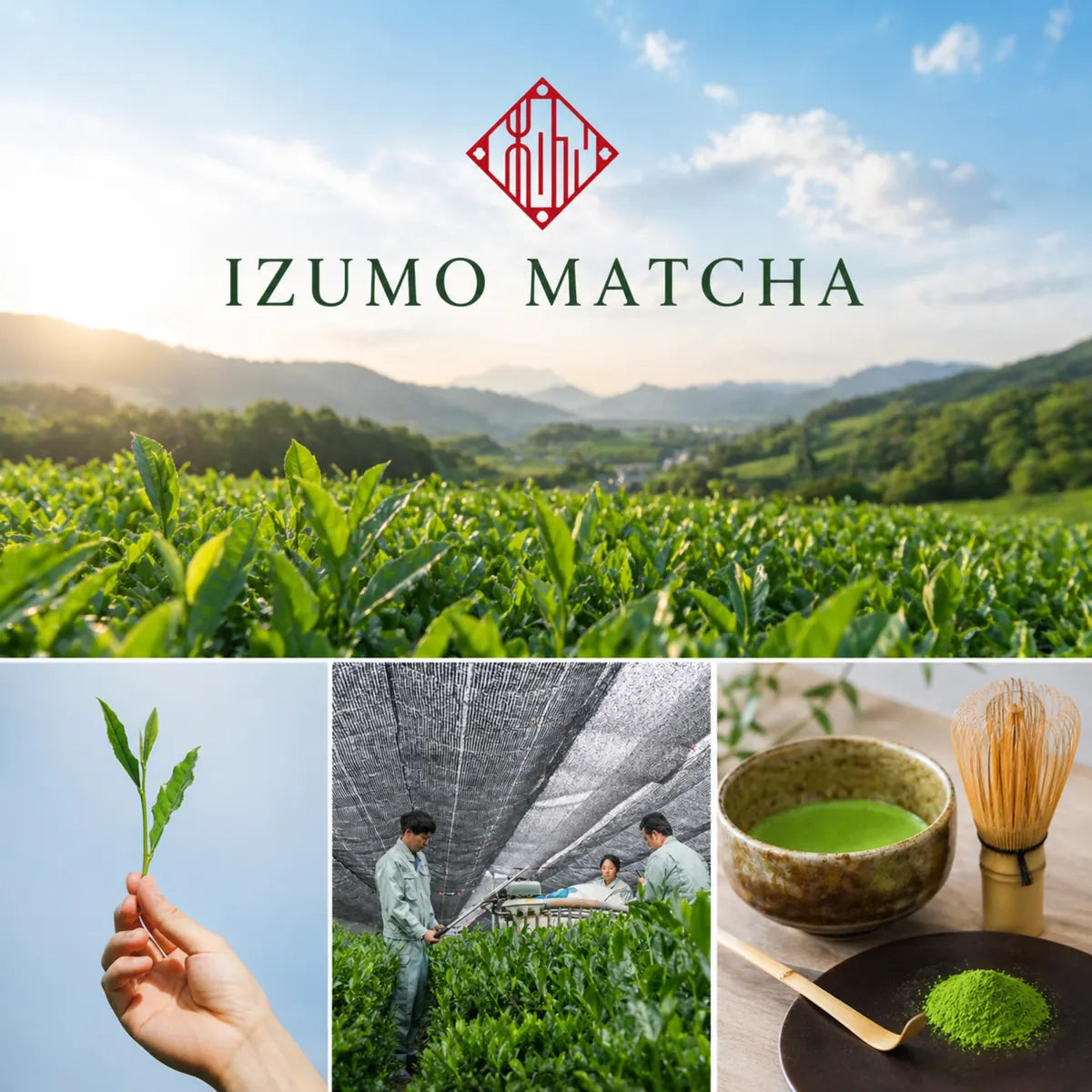 IZUMO Japanese Ceremonial Matcha Green Tea Powder Izumo Shimane KAGURA 100g Pack (3.53 oz)