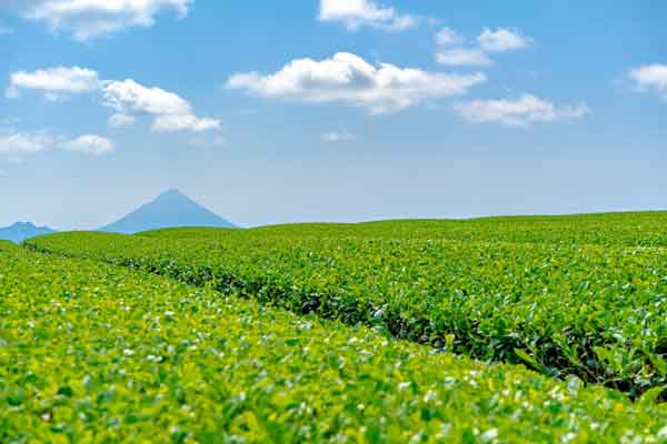 ROKUBEI Japanese Ceremonial Matcha Kagoshima “OKUMIDORI” 30g Can (1.06 oz) - MatchaJP