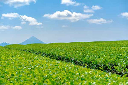 ROKUBEI Japanese Ceremonial Matcha Kagoshima “OKUMIDORI” 30g Can (1.06 oz) - MatchaJP