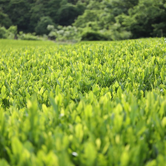 Matcha tea farm of IZUMO SEICHA