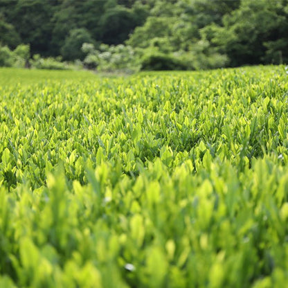 Matcha tea farm of IZUMO SEICHA