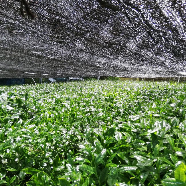 Matcha tea farm of MEIYO SHIZUOKA