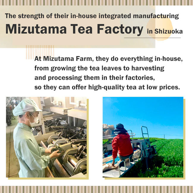 Japanese Black tea powder Shizuoka Mizutama Farm Tea Factory 50g pack