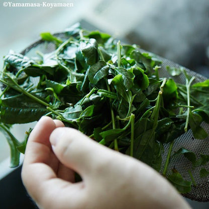 Koyamaen Matcha green tea powder Ceremonial Grade OGURAYAMA 100g pack - MatchaJP