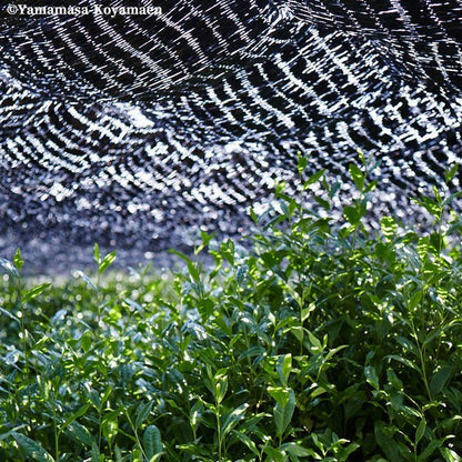 Koyamaen Matcha green tea powder Ceremonial Grade SEIUN 30g can - MatchaJP