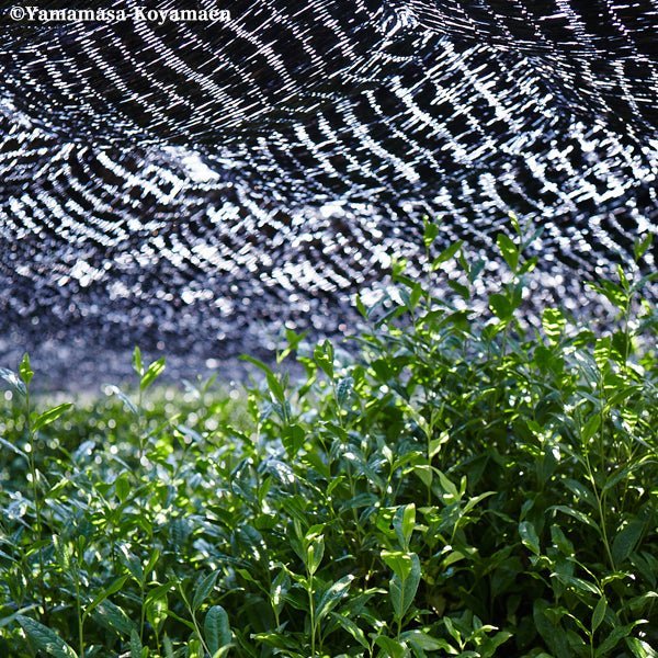 Koyamaen Matcha green tea powder Ceremonial Grade SENJIN - NO - MUKASHI 300g can - MatchaJP