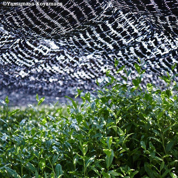 Koyamaen Matcha green tea powder Ceremonial Grade YOMO - NO - KAORI 30g can - MatchaJP