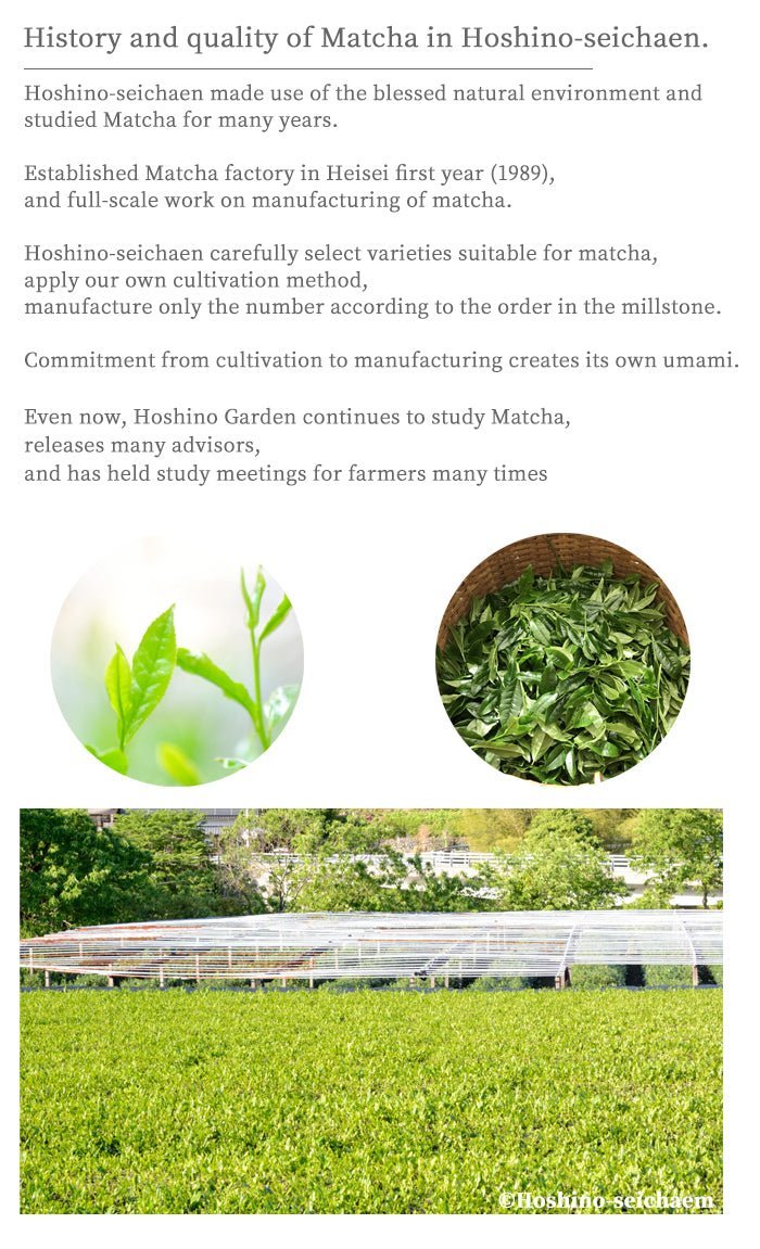 Matcha green tea powder ceremonial grade Hoshino - Seichaen「SEIJYU」20 gram - MatchaJP