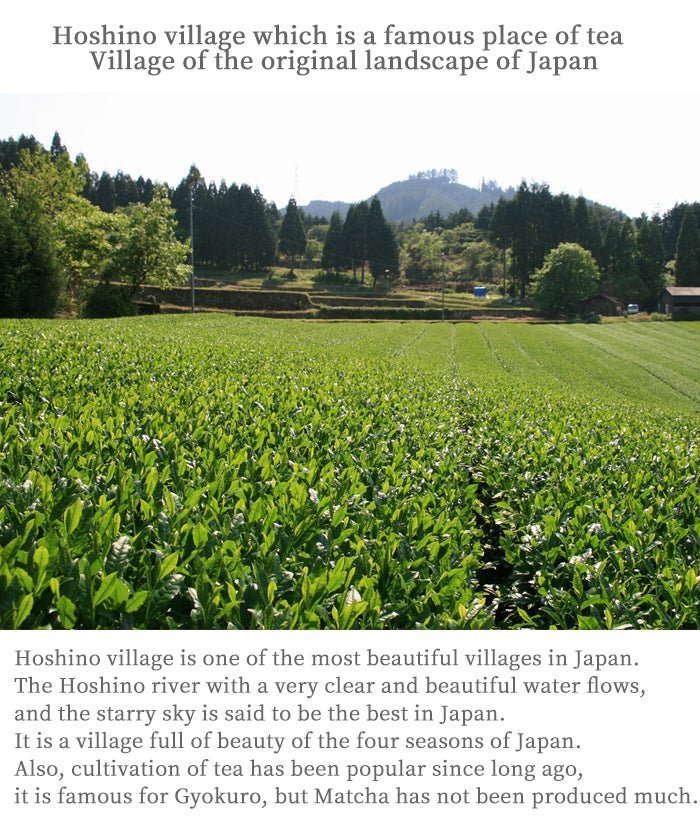 Matcha green tea powder ceremonial grade Hoshino-Seichaen「SEIJYU