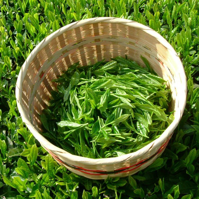 Matcha green tea powder ceremonial grade Hoshino-Seichaen「SEIJYU」100 gram