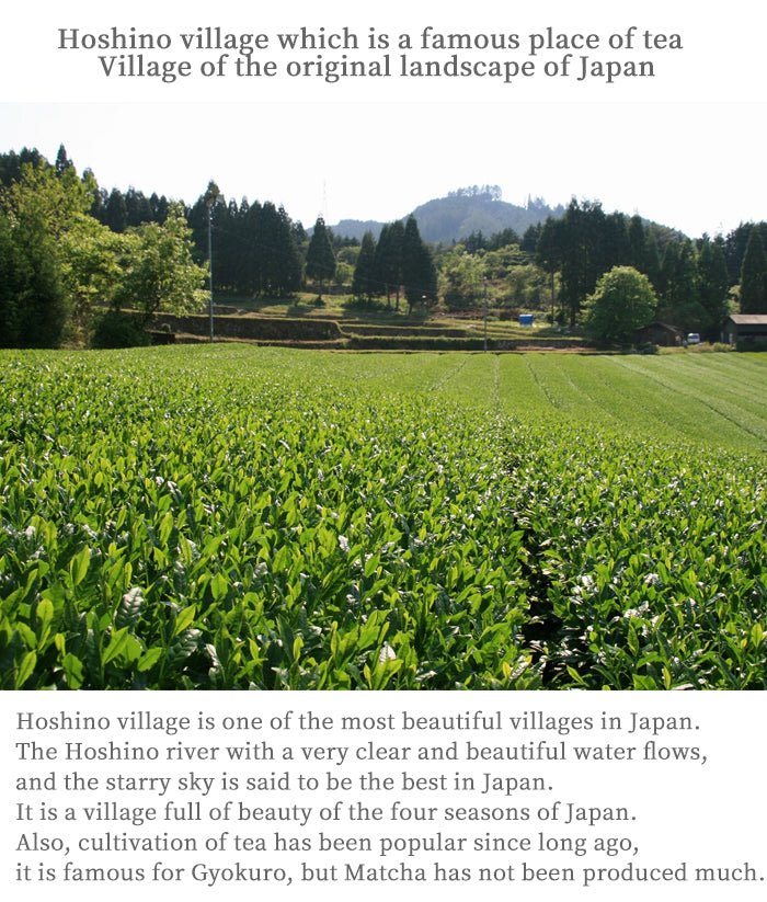 Matcha powder ceremonial grade Hoshino-Seichaen「YAME-NO-HANA」40 g - MatchaJP